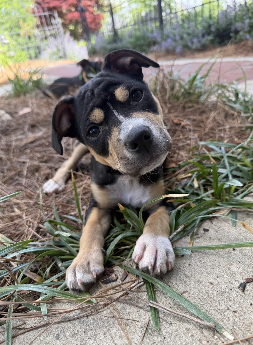 Orbit — Wags and Walks